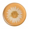 Suport pentru Telefon - Popsockets PopTop - Pressed Flower Daisy Alb